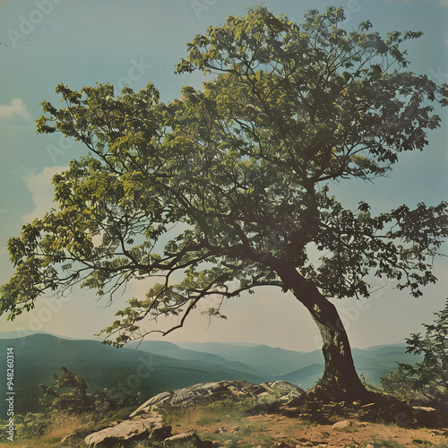 landscape with tree in autumn poster, sepia filter photography