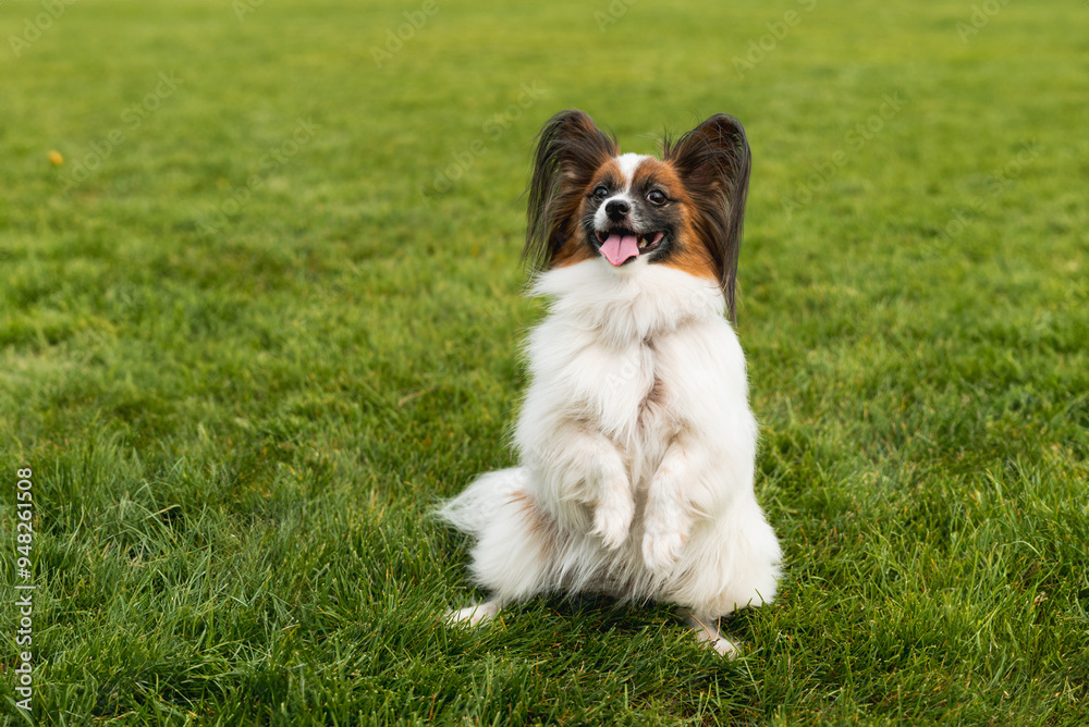 The Papillon dog on the grass The Papillon dog on the grass