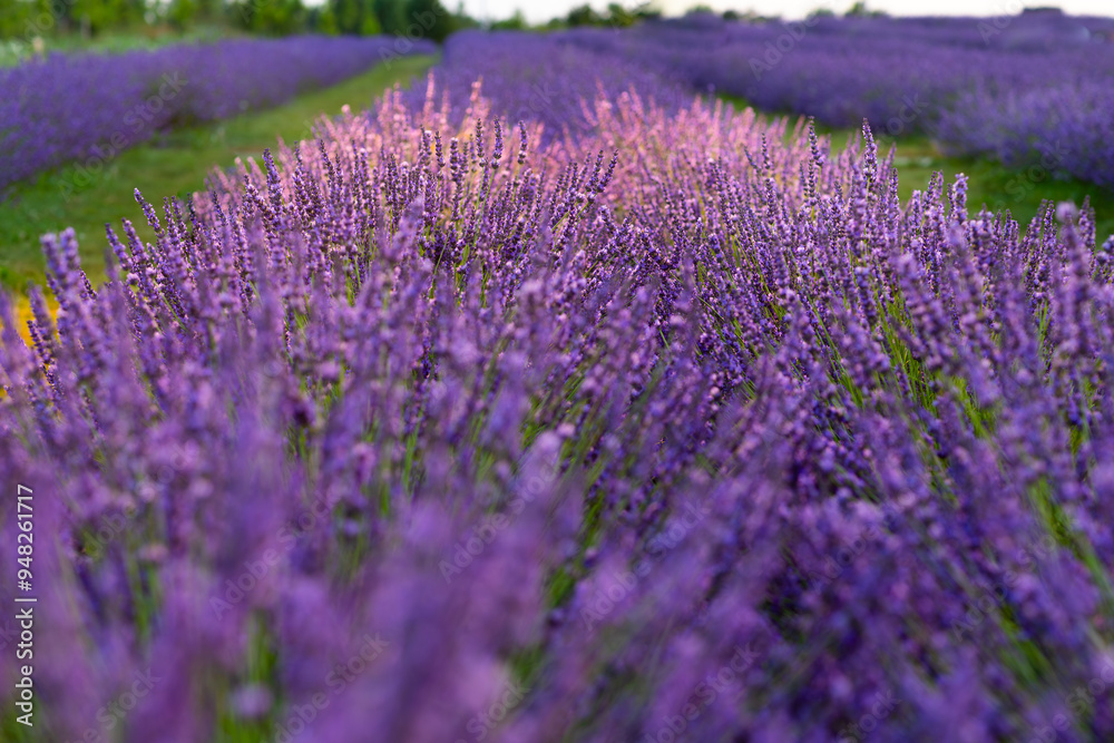 Obraz premium Vibrant Lavender Fields at Peak Bloom