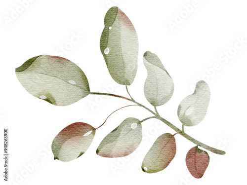 Watercolor hand drawn rowanberry leaf. Drawing of plant close up. Green autumn leaf. Botanical decoration for tea packaging design and card, logo, label print. Herbarium decoration.