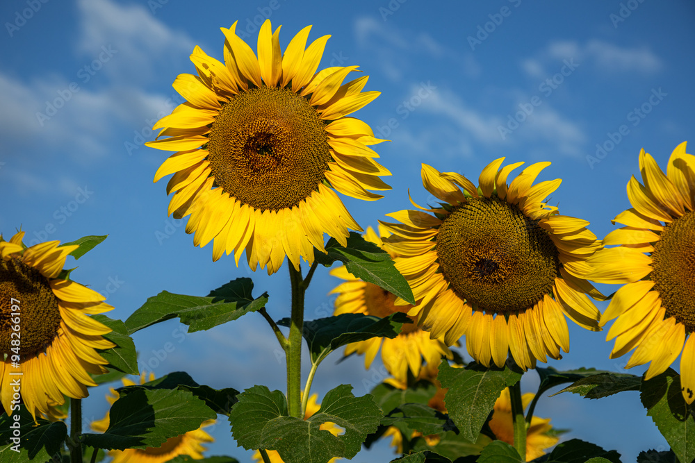 Large yellow sunflowers blooming in a Pennsylvania field.