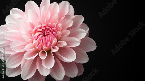 Pink Dahlia Flower on Black Background