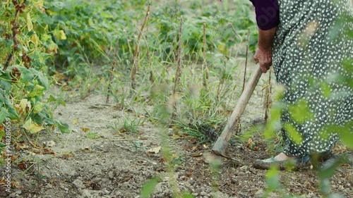 Old peasant woman hoeing the soil in her garden
