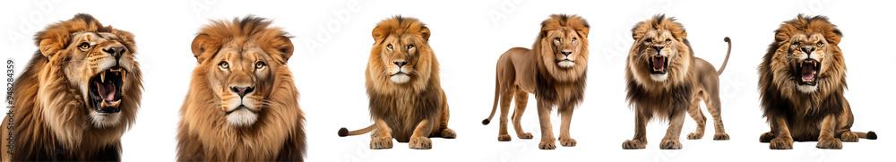 Set of majestic lions. King of the jungle photography cutout. Set of majestic lions. King of the jungle photography cutout.