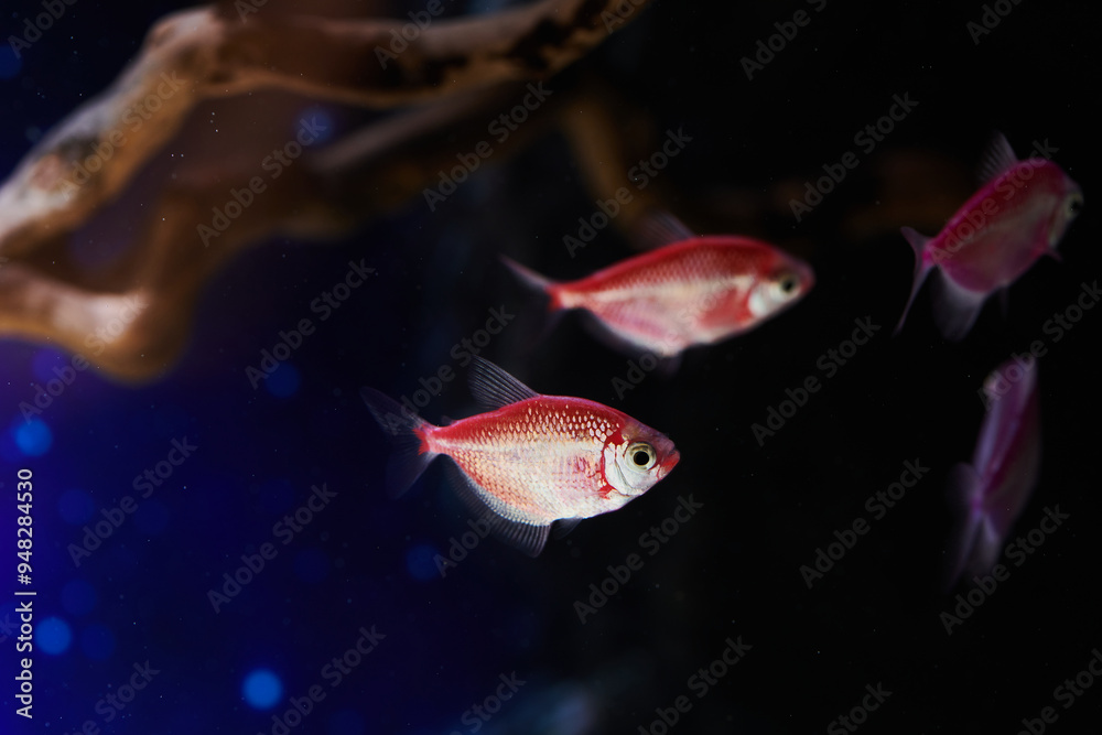 Obraz premium Exotic fish swimming in aquarium close-up on dark water background