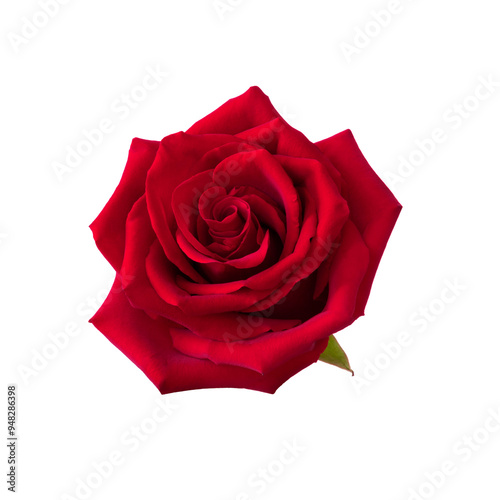 Red rose flower.
