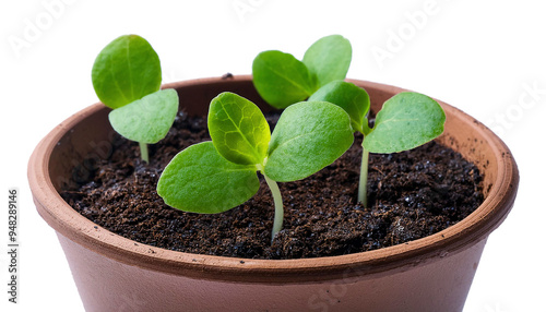 sprouted plants photo