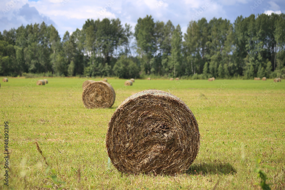 Hay rolled into a roll on a field with green grass. Hay rolled into a roll on a field with green grass.