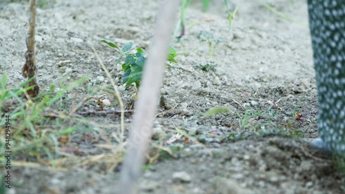 Wallpaper Mural Old peasant woman hoeing the soil in her garden Torontodigital.ca