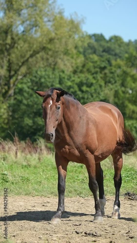 Brown Oldenburger horse standing in a pasture moving head up and down shaking insects and flies during summer heat
