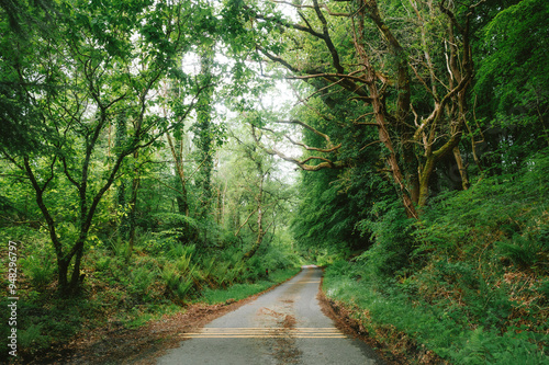 road through the woods