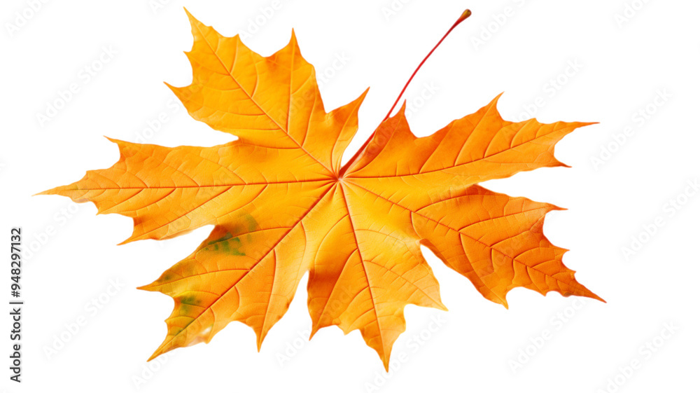 autumn maple leaf autumn maple leaf