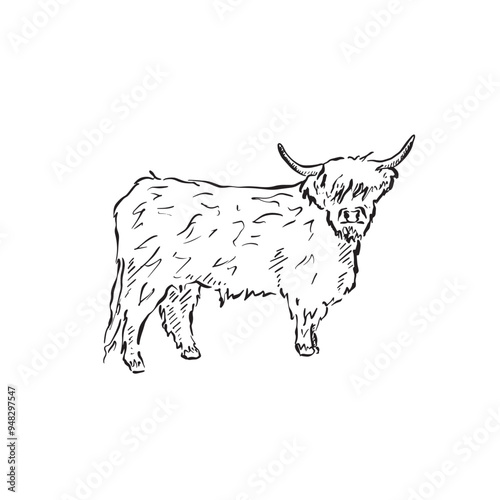 A side profile highland cow, drawn by hand in a sketchy style. Black and white illustration.