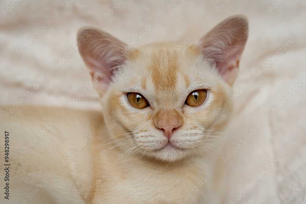 Adorable red Burmese kitten resting on soft pillow Adorable red Burmese kitten resting on soft pillow