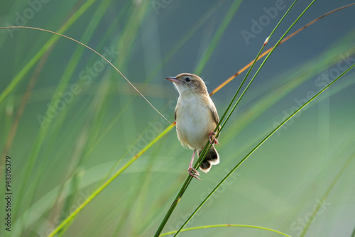 The Zitting Cisticola is a small, active warbler with a distinctive “zitting” call. Found in grasslands and open areas, it has streaked brown plumage and often nests in dense vegetation. photo