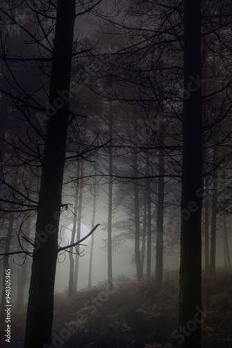 Wallpaper Mural Rising full moon in a foggy woods at dusk Torontodigital.ca