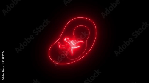 Human embryonic and fontal development, glowing neon human fetus inside the womb, human anatomy baby, It lies in the uterine cavity of women in reproductive stage. photo