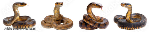 Coiled cobra snakes in alert poses detailed reptilian scales wildlife transparent background