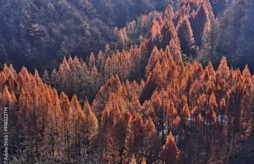 Aerial and morning view of of metasequoia with red maple leaves at Jangtaesan Natural Recreational Forest of Jangtaesan Mountain in autumn near Daejeon, South Korea  photo