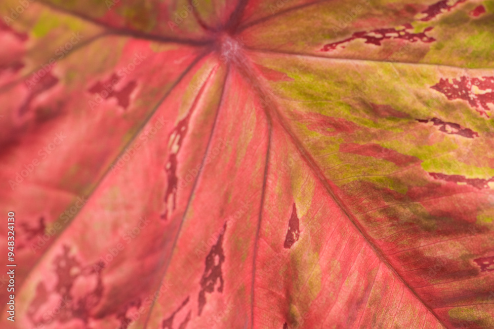 Naklejka premium Leaves Series,green leaf close up background.Textured,abstract background,leaves,fresh green,photo concept nature and plant.