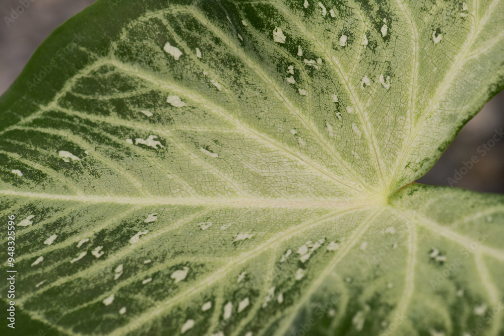Leaves Series,green leaf close up background.Textured,abstract background,leaves,fresh green,photo concept nature and plant. Leaves Series,green leaf close up background.Textured,abstract background,leaves,fresh green,photo concept nature and plant.
