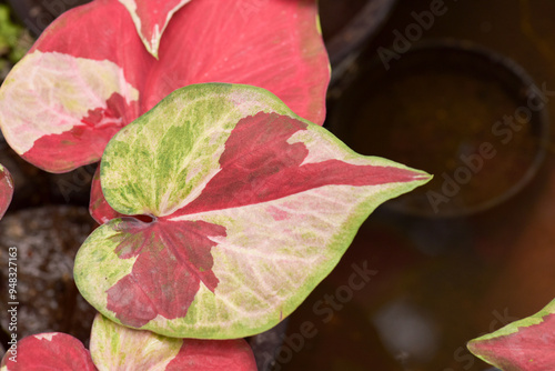 Leaves Series,green leaf close up background.Textured,abstract background,leaves,fresh green,photo concept nature and plant.