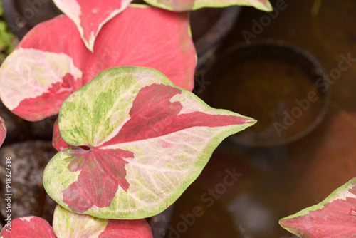 Leaves Series,green leaf close up background.Textured,abstract background,leaves,fresh green,photo concept nature and plant.