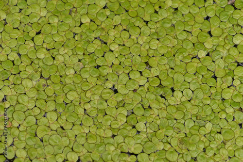 Leaves Series,green leaf close up background.Textured,abstract background,leaves,fresh green,photo concept nature and plant.