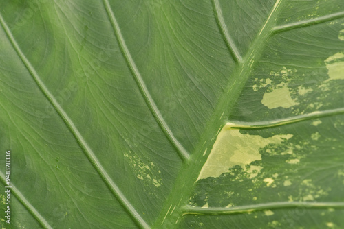 Leaves Series,green leaf close up background.Textured,abstract background,leaves,fresh green,photo concept nature and plant.