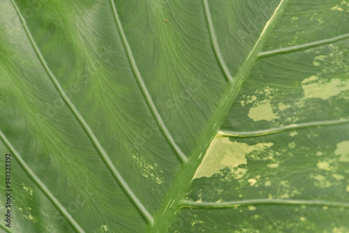 Leaves Series,green leaf close up background.Textured,abstract background,leaves,fresh green,photo concept nature and plant.