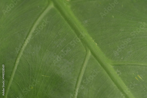 Leaves Series,green leaf close up background.Textured,abstract background,leaves,fresh green,photo concept nature and plant.