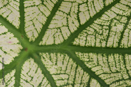 Leaves Series,green leaf close up background.Textured,abstract background,leaves,fresh green,photo concept nature and plant.
