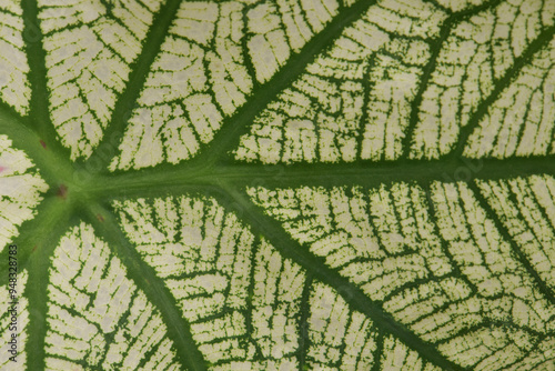 Leaves Series,green leaf close up background.Textured,abstract background,leaves,fresh green,photo concept nature and plant.