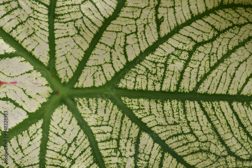 Leaves Series,green leaf close up background.Textured,abstract background,leaves,fresh green,photo concept nature and plant.