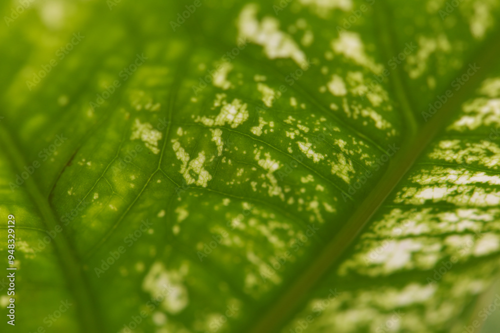 Leaves Series,green leaf close up background.Textured,abstract background,leaves,fresh green,photo concept nature and plant. Leaves Series,green leaf close up background.Textured,abstract background,leaves,fresh green,photo concept nature and plant.