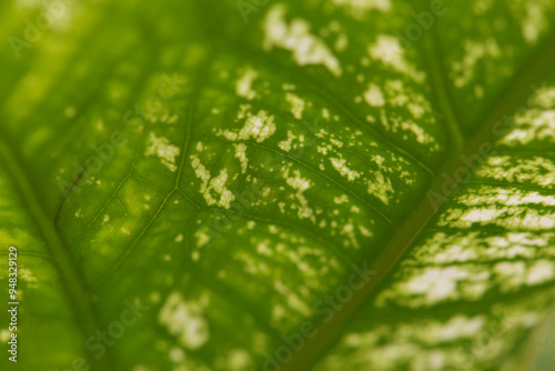 Leaves Series,green leaf close up background.Textured,abstract background,leaves,fresh green,photo concept nature and plant.