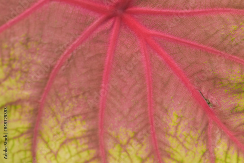 Leaves Series,green leaf close up background.Textured,abstract background,leaves,fresh green,photo concept nature and plant.