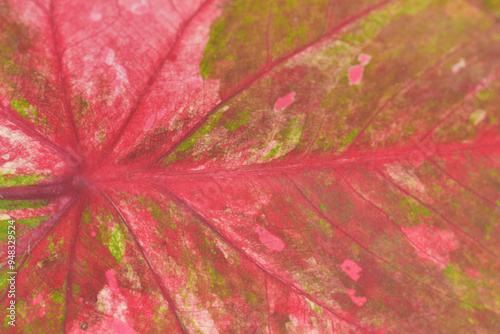 Leaves Series,green leaf close up background.Textured,abstract background,leaves,fresh green,photo concept nature and plant.