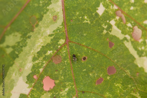 Leaves Series,green leaf close up background.Textured,abstract background,leaves,fresh green,photo concept nature and plant.