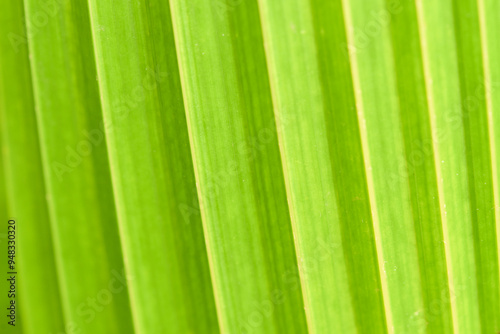 Leaves Series,green leaf close up background.Textured,abstract background,leaves,fresh green,photo concept nature and plant.
