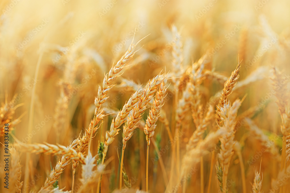 Fototapeta premium Golden Wheat field background, ripe ears of wheat on field at natural light. Yellow ripe grains bread crop, good harvest in agricultural field, autumn season. Crops field grain culture at sunlight