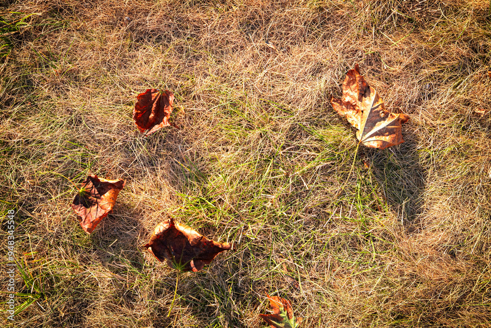 Crisp, fallen leaves rest atop dry grass, capturing the essence of autumn's gentle embrace on a warm afternoon. Crisp, fallen leaves rest atop dry grass, capturing the essence of autumn's gentle embrace on a warm afternoon.