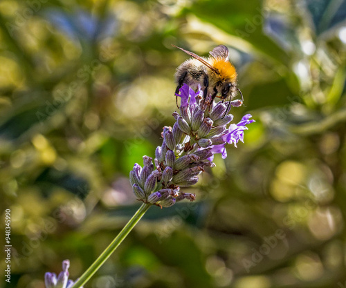 Bee on lavender plant known for producing high yields of honey, Summer, UK photo