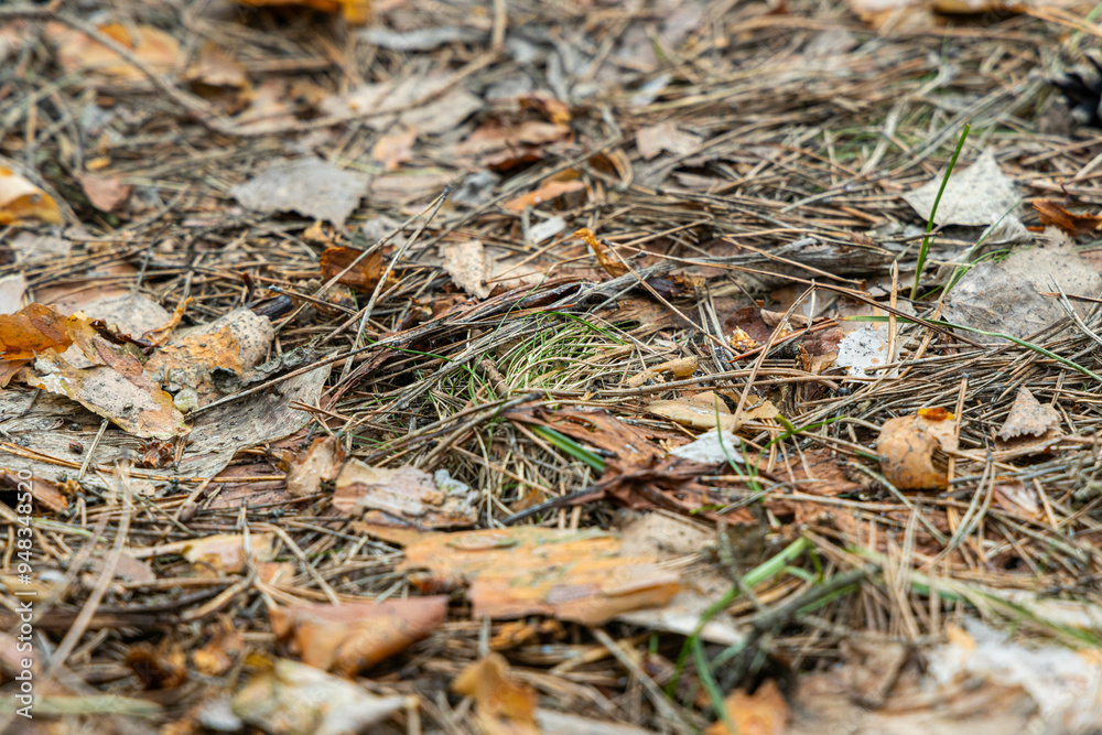 Fototapeta premium Colorful autumn leaves cover the ground, blending with twigs and grass, showcasing the beauty of fall in the woods.
