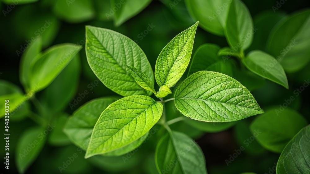 Vibrant Green Spring Leaves in Close-Up A Lush Natural Background with Backlighting. Vibrant Green Spring Leaves in Close-Up A Lush Natural Background with Backlighting.