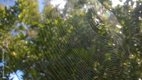 spider web with dew drops
