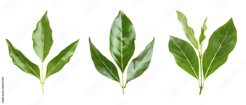 Three sprigs of bay leaves isolated on black background.
