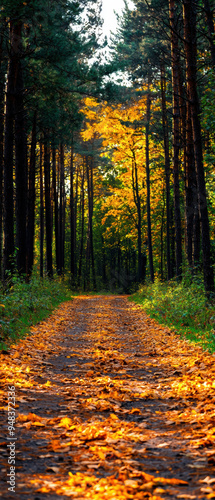 Pathway through a dense, autumn forest with colorful foliage and a sunlit canopy of trees casting a warm, inviting glow on the ground.