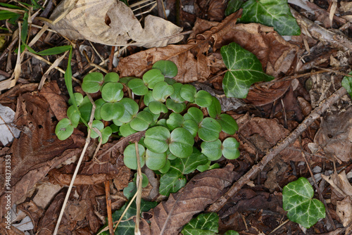 Drüsige Springkraut, Impatiens glandulifera photo