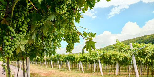 Vineyard rows stretch under a clear sky in mid-summer, showcasing lush green grapevines ready for harvest, Marano di Valpolicella, Verona, Italy